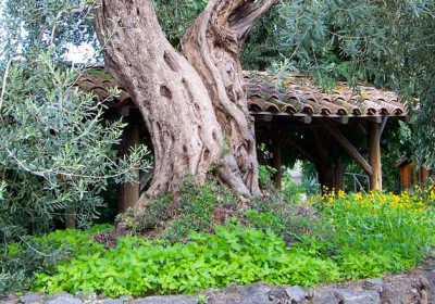 Agriturismo Il Limoneto